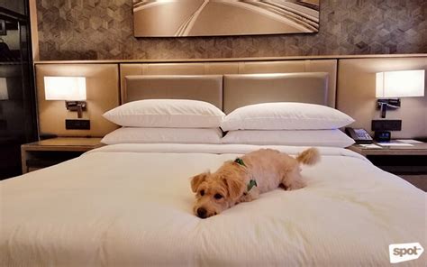 pet friendly resorts philippines|5 Best Pet.